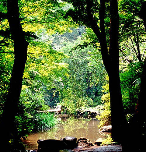 greenforest