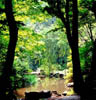 greenforest
